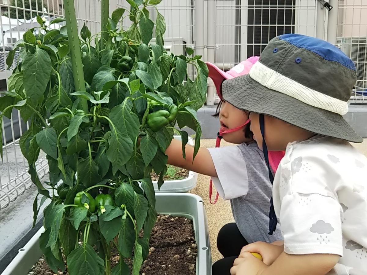 アスクもんなか保育園の調理補助（アルバイト・パート）資格なしOK